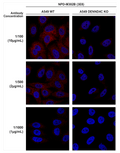 Mouse Anti-DENND4C Antibody [3E8] used in Immunocytochemistry/Immunofluorescence (ICC/IF) on Human A549 cells (SMC-610)