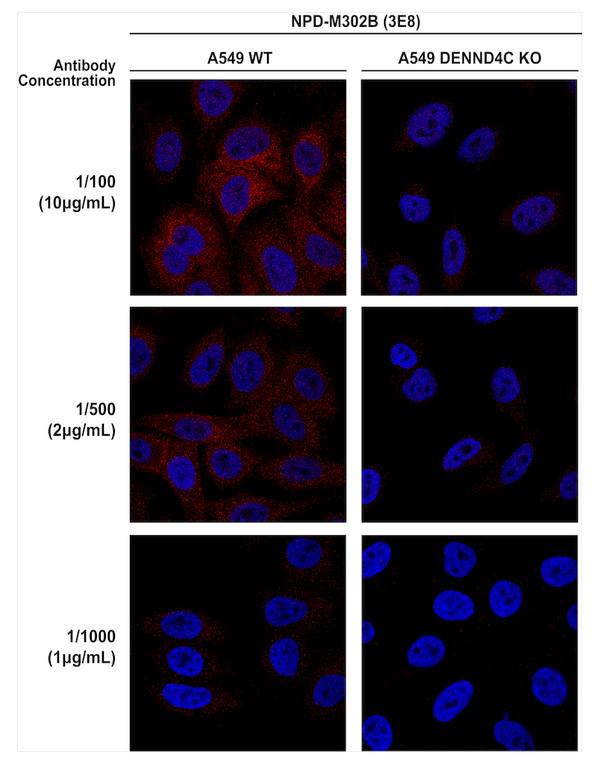 Mouse Anti-DENND4C Antibody [3E8] used in Immunocytochemistry/Immunofluorescence (ICC/IF) on Human A549 cells (SMC-610)