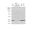 Mouse Anti-RAB1A Antibody [4G10] used in Western Blot (WB) on Human, Mouse A549 WT and KO cells, MEF, mouse brain cells (SMC-613)