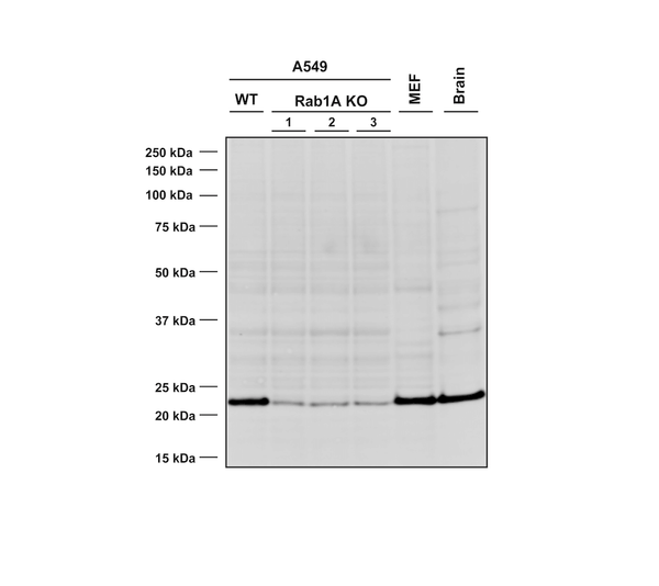 Mouse Anti-RAB1A Antibody [4G10] used in Western Blot (WB) on Human, Mouse A549 WT and KO cells, MEF, mouse brain cells (SMC-613)