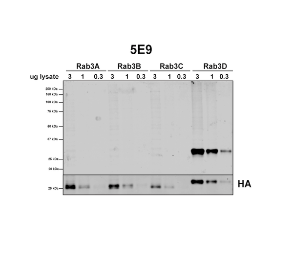 Mouse Anti-RAB3D Antibody [5E9] used in Western Blot (WB) on Human HEK293 cells overexpressing RAB3A, RAB3B,  RAB3C, and RAB3D (SMC-614)