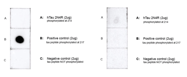 Mouse Anti-Tau Antibody (pThr217) [15B7] used in Dot Blot (DB) on Human, Mouse, Rat Tau Peptide (pThr217) (SMC-615)