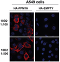 Mouse Anti-PPM1H Antibody [10D2] used in Immunocytochemistry/Immunofluorescence (ICC/IF) on Hu, Ms, Rt Alveolar Basal Epithelial cells (A549) (SMC-616)