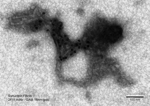 Mouse Anti-Alpha Synuclein Antibody (Aggregate-Specific) [2F11] used in Immuno-Gold Labelling  (SMC-617)