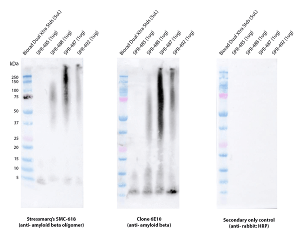 Rabbit Anti-Amyloid Beta 1-42 Oligomer Antibody [1A2] used in Western Blot (WB) on Human Purified protein (SMC-618)