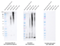 Rabbit Anti-Amyloid Beta 1-42 Oligomer Antibody [1C1] used in Western Blot (WB) on Human Purified protein (SMC-619)