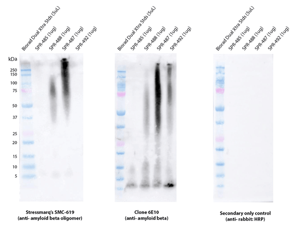 Rabbit Anti-Amyloid Beta 1-42 Oligomer Antibody [1C1] used in Western Blot (WB) on Human Purified protein (SMC-619)