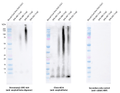 Rabbit Anti-Amyloid Beta 1-42 Oligomer Antibody [2F9] used in Western Blot (WB) on Human Purified protein (SMC-620)