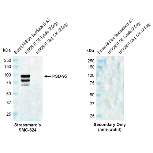 Rabbit Anti-PSD95 Antibody [B14] used in Western Blot (WB) on Human OE lysate  (SMC-624)