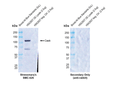 Rabbit Anti-Cask Antibody [PT55] used in Western Blot (WB) on Human HEK293 OE lysate  (SMC-626)