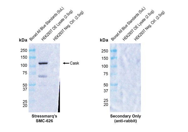 Rabbit Anti-Cask Antibody [PT55] used in Western Blot (WB) on Human HEK293 OE lysate  (SMC-626)