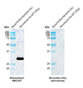 Mouse Anti-GFP Antibody [H24] used in Western Blot (WB) on Aequorea  Recombinant Protein (SMC-627)