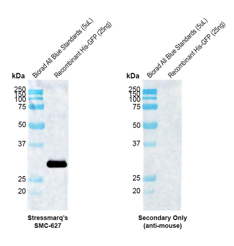 Mouse Anti-GFP Antibody [H24] used in Western Blot (WB) on Aequorea  Recombinant Protein (SMC-627)