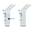 Rabbit Anti-KChIP3 Antibody [X12] used in Western Blot (WB) on Human Transient OE lysate (SMC-629)