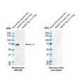 Rabbit Anti-Kv1.3 Antibody [] used in Western Blot (WB) on Human OE lysate (SMC-630)