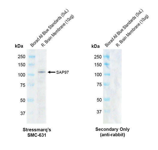 Rabbit Anti-SAP97 Antibody [G28] used in Western Blot (WB) on Rat brain membrane lysate (SMC-631)