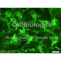 Diabetic Mouse Ovarian Smooth Muscle Cells product image