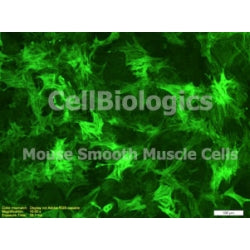 Diabetic Mouse Ovarian Smooth Muscle Cells product image