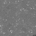 SN12C cell