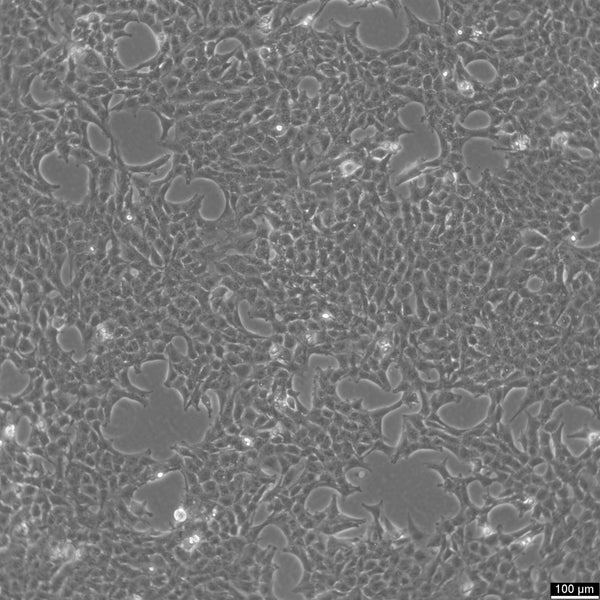 SN12C cell
