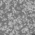 SNU-601 cell