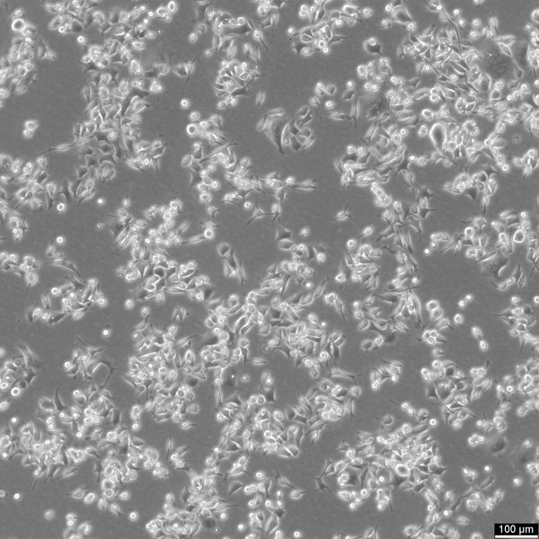 SNU-601 cell