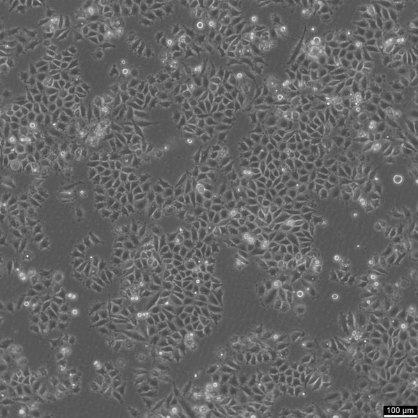 SNU-668 cell