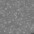 SNU-878 cell