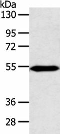 ZNF239 Polyclonal Antibody – Figure 1 of 3