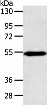 ZNF239 Polyclonal Antibody – Figure 1 of 3