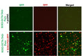 SOX2-OCT4 Reporter Lentivirus – Figure 1 of 8