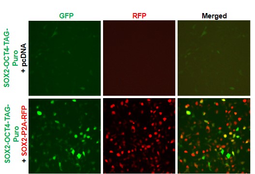 SOX2-OCT4 Reporter Lentivirus – Figure 1 of 8