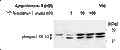 [Y]6-Angiotensin II Analog – Figure 1 of 1