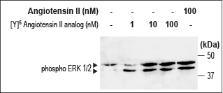 [Y]6-Angiotensin II Analog – Figure 1 of 1
