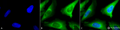 Rabbit Anti-Hsp40 Antibody used in Immunocytochemistry/Immunofluorescence (ICC/IF) on Human Heat Shocked Cervical cancer cell line (HeLa) (SPC-100)