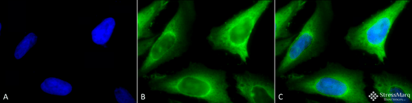Rabbit Anti-Hsp40 Antibody used in Immunocytochemistry/Immunofluorescence (ICC/IF) on Human Heat Shocked Cervical cancer cell line (HeLa) (SPC-100)
