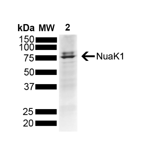 Rabbit Anti-NuaK1 Antibody (pThr211) used in Western blot (WB) on Brain Tissue (SPC-1036)