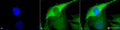 Rabbit Anti-Hsp70 Antibody used in Immunocytochemistry/Immunofluorescence (ICC/IF) on Human Heat Shocked HeLa Cells (SPC-103)