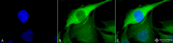 Rabbit Anti-Hsp70 Antibody used in Immunocytochemistry/Immunofluorescence (ICC/IF) on Human Heat Shocked HeLa Cells (SPC-103)