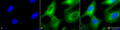 Rabbit Anti-Hsp90 Antibody used in Immunocytochemistry/Immunofluorescence (ICC/IF) on Human Heat Shocked HeLa Cells (SPC-104)