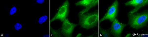 Rabbit Anti-Hsp90 Antibody used in Immunocytochemistry/Immunofluorescence (ICC/IF) on Human Heat Shocked HeLa Cells (SPC-104)