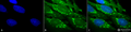 Rabbit Anti-Hsp60 Antibody used in Immunocytochemistry/Immunofluorescence (ICC/IF) on Human Heat Shocked HeLa Cells (SPC-105)