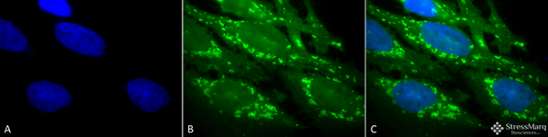 Rabbit Anti-Hsp60 Antibody used in Immunocytochemistry/Immunofluorescence (ICC/IF) on Human Heat Shocked HeLa Cells (SPC-105)