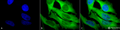 Rabbit Anti-Hsp27 Antibody used in Immunocytochemistry/Immunofluorescence (ICC/IF) on Human Heat Shocked HeLa Cells (SPC-106)