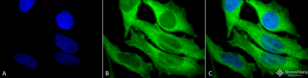 Rabbit Anti-Hsp27 Antibody used in Immunocytochemistry/Immunofluorescence (ICC/IF) on Human Heat Shocked HeLa Cells (SPC-106)