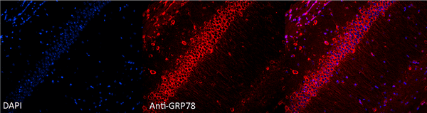 Rabbit Anti-GRP78 Antibody used in Immunohistochemistry (IHC) on Mouse Hippocampal Section (SPC-107)