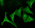 Rabbit Anti-Calnexin Antibody used in Immunocytochemistry/Immunofluorescence (ICC/IF) on Human HeLa cells  (SPC-108)