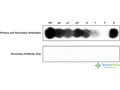 Rabbit Anti-WNK1 Antibody (pSer382) used in Specificity Analysis (SPOT) on  (SPC-1097)