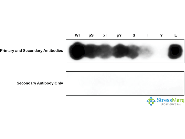 Rabbit Anti-WNK1 Antibody (pSer382) used in Specificity Analysis (SPOT) on  (SPC-1097)