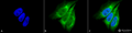 Rabbit Anti-KDEL Antibody used in Immunocytochemistry/Immunofluorescence (ICC/IF) on Human Heat Shocked HeLa Cells (SPC-109)